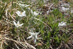 Bergklub: Alteingrat (2340 m.ü.M.)