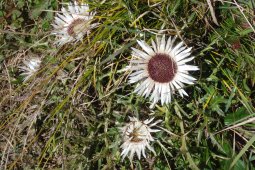 Bergklub: Chasseral  (1607 m.ü.M.)